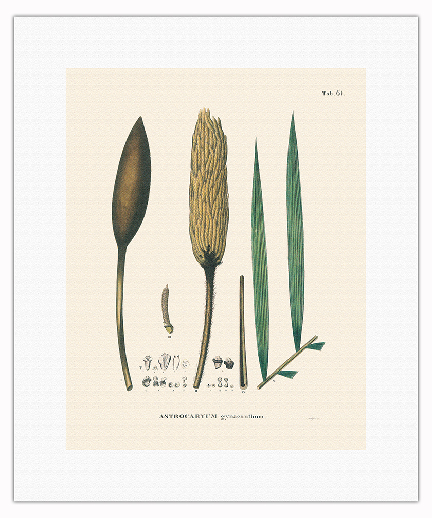 Corioco Palm Tree - Vintage Illustration by Carl Friedrich Philipp von Martius - Picture 8 of 21