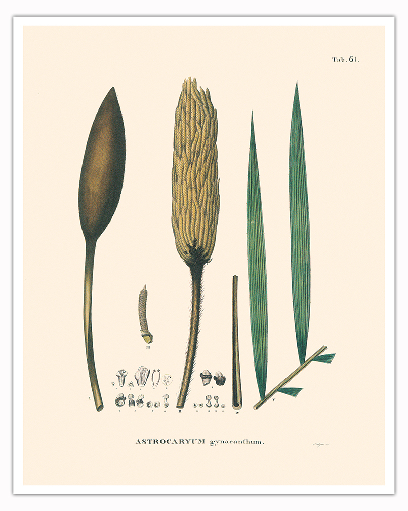 Corioco Palm Tree - Vintage Illustration by Carl Friedrich Philipp von Martius - Picture 3 of 21