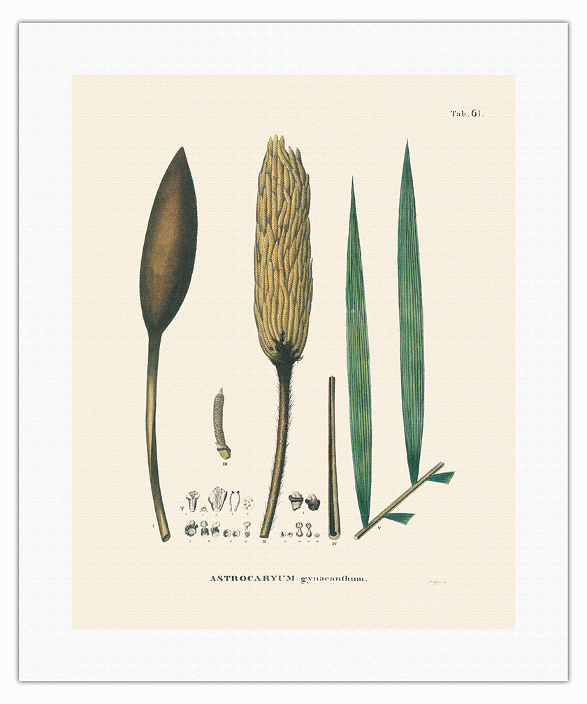 Corioco Palm Tree - Vintage Illustration by Carl Friedrich Philipp von Martius - Picture 9 of 21