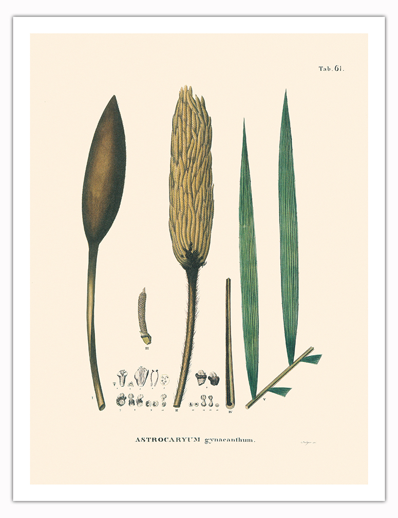 Corioco Palm Tree - Vintage Illustration by Carl Friedrich Philipp von Martius - Picture 4 of 21