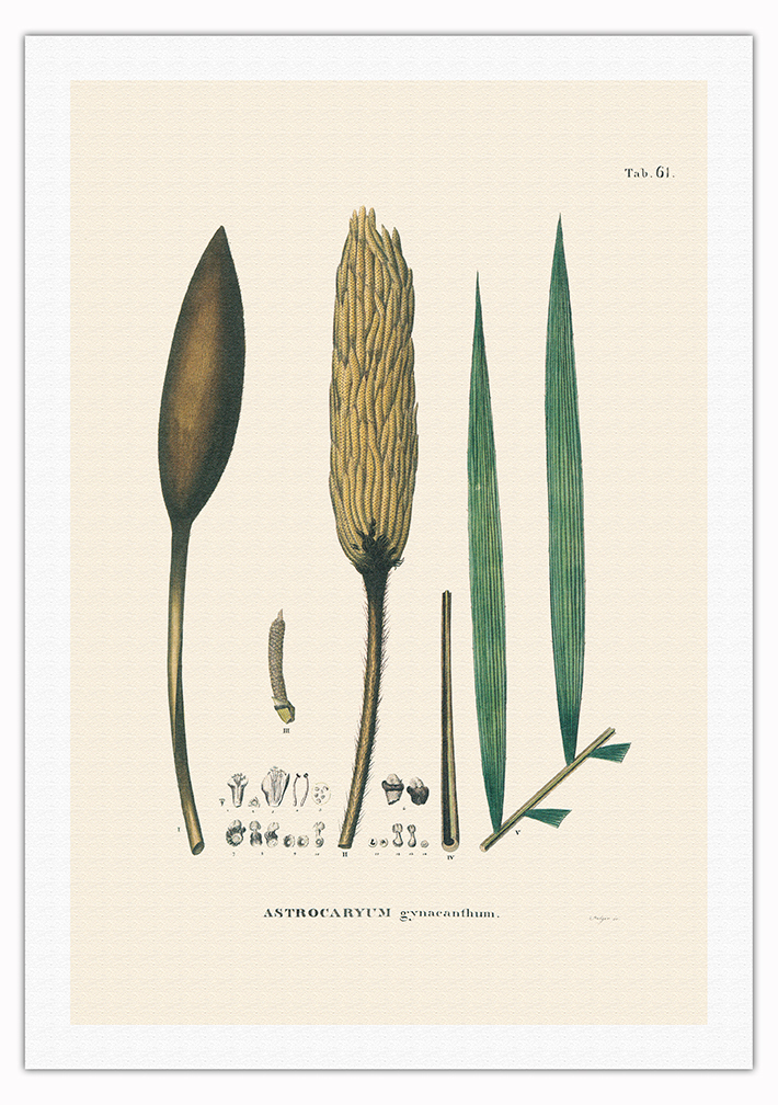 Corioco Palm Tree - Vintage Illustration by Carl Friedrich Philipp von Martius - Picture 11 of 21