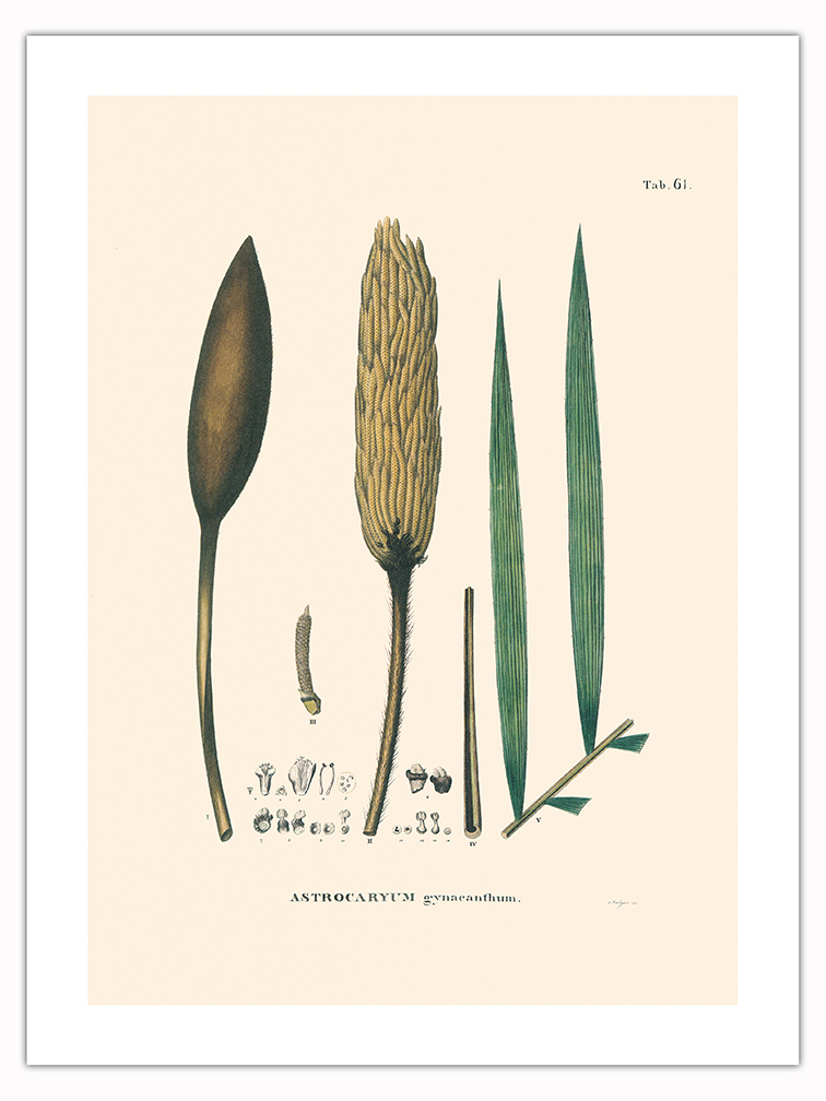 Corioco Palm Tree - Vintage Illustration by Carl Friedrich Philipp von Martius - Picture 6 of 21