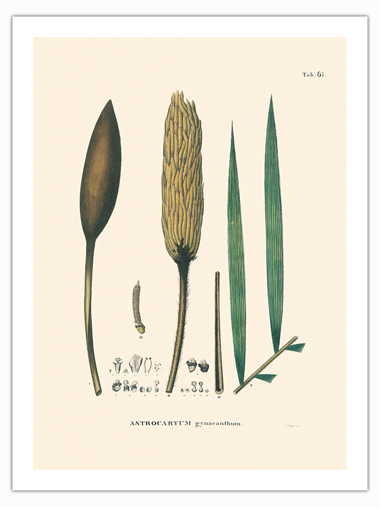 Corioco Palm Tree - Vintage Illustration by Carl Friedrich Philipp von Martius - Picture 7 of 21