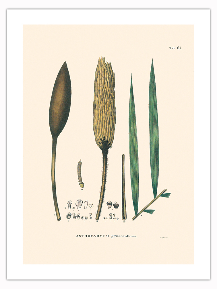 Corioco Palm Tree - Vintage Illustration by Carl Friedrich Philipp von Martius - Picture 12 of 21