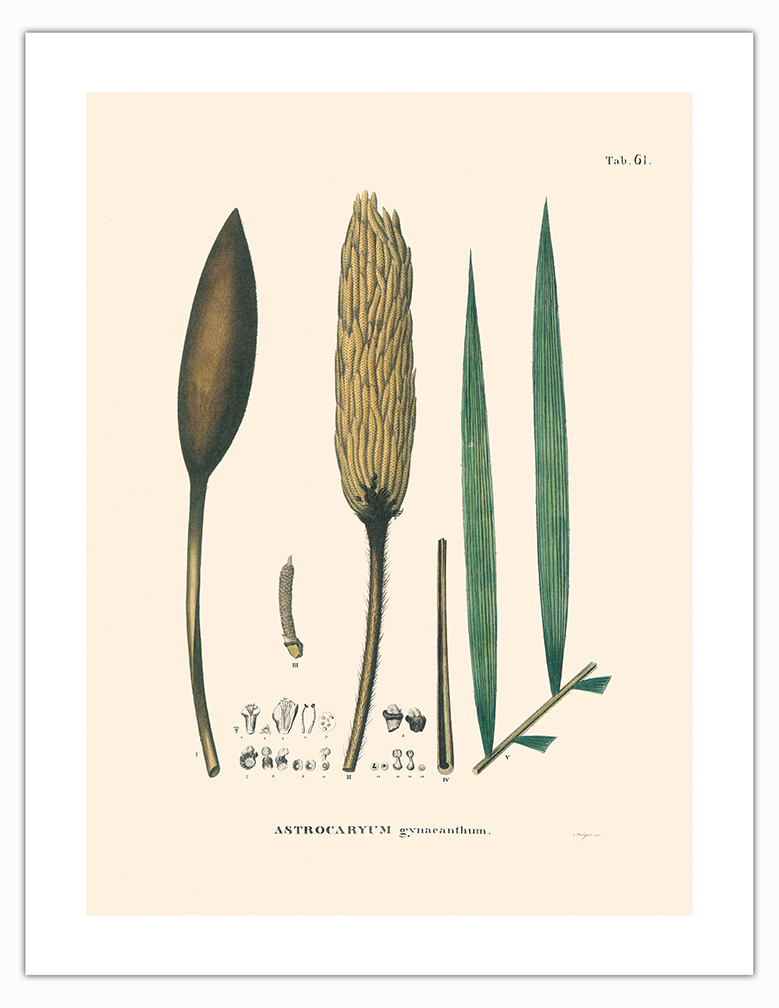 Corioco Palm Tree - Vintage Illustration by Carl Friedrich Philipp von Martius - Picture 13 of 21