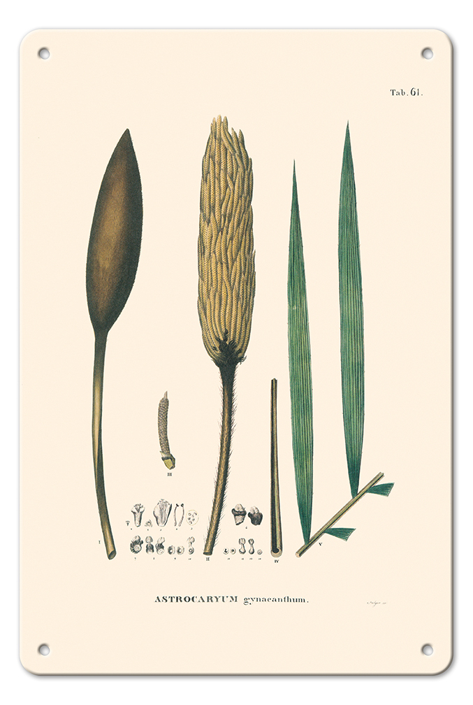 Corioco Palm Tree - Vintage Illustration by Carl Friedrich Philipp von Martius - Picture 20 of 21