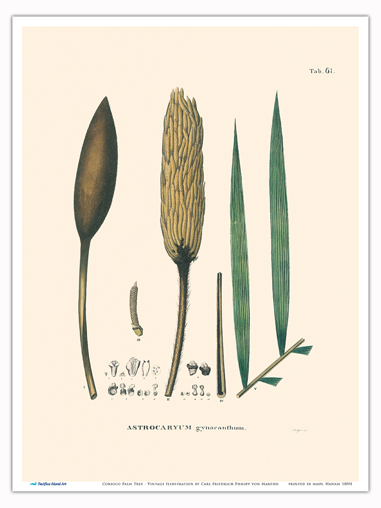 Corioco Palm Tree - Vintage Illustration by Carl Friedrich Philipp von Martius - Picture 16 of 21